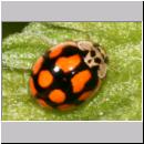 Adalia decempunctata - Zehnpunkt - 07.jpg